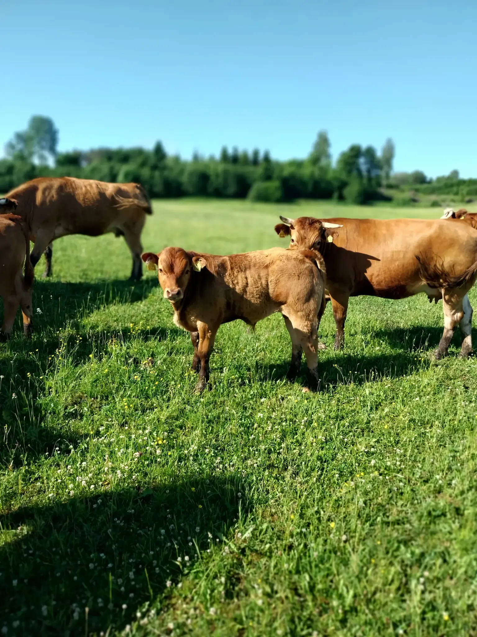 Gaļas šķirņu jaunlopi ganībās