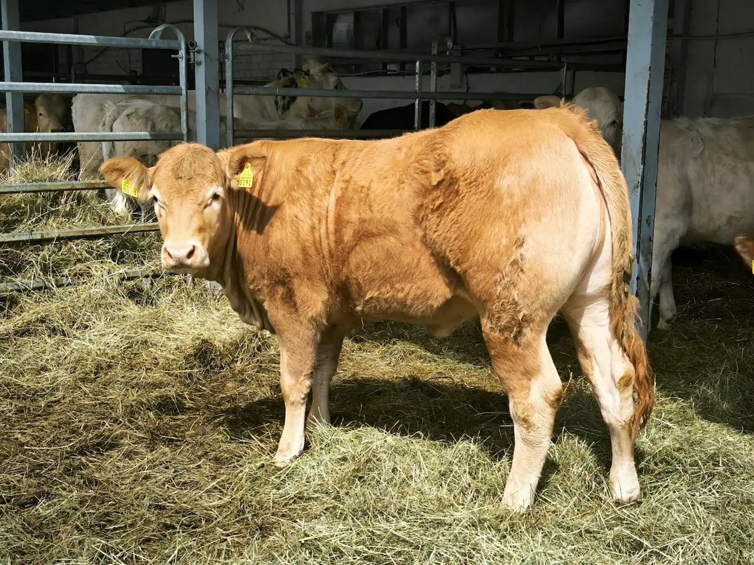 Raksts publicēts žurnālā "Saimnieks.lv", 2025.gada septembrī. 